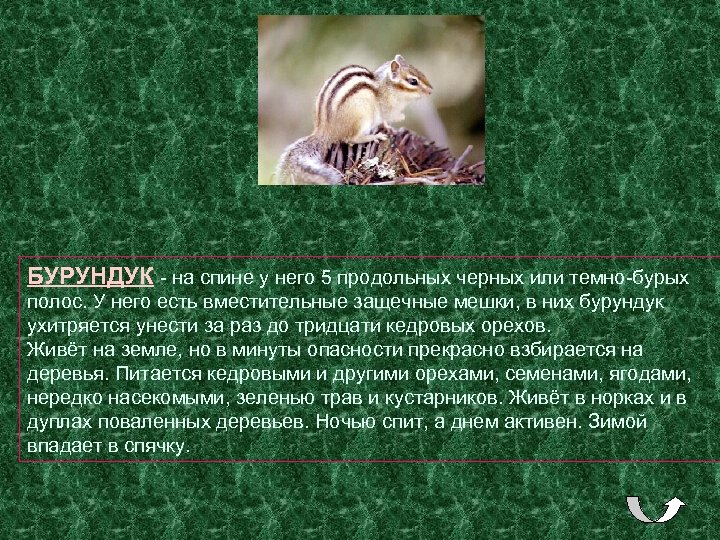 БУРУНДУК - на спине у него 5 продольных черных или темно-бурых полос. У него