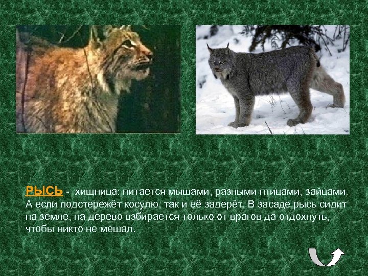 РЫСЬ - хищница: питается мышами, разными птицами, зайцами. А если подстережёт косулю, так и