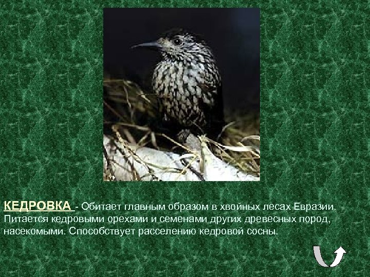 КЕДРОВКА - Обитает главным образом в хвойных лесах Евразии. Питается кедровыми орехами и семенами