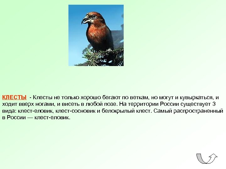 КЛЕСТЫ - Клесты не только хорошо бегают по веткам, но могут и кувыркаться, и