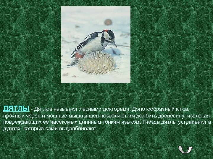 ДЯТЛЫ - Дятлов называют лесными докторами. Долотообразный клюв, прочный череп и мощные мышцы шеи