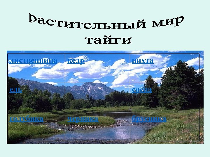 лиственница кедр ель голубика пихта сосна черника брусника 
