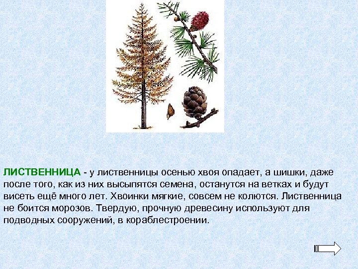 ЛИСТВЕННИЦА - у лиственницы осенью хвоя опадает, а шишки, даже после того, как из