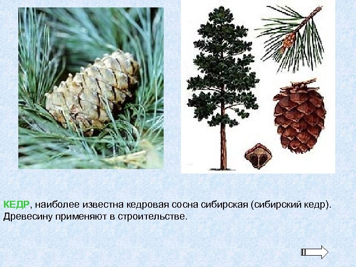 КЕДР, наиболее известна кедровая сосна сибирская (сибирский кедр). Древесину применяют в строительстве. 