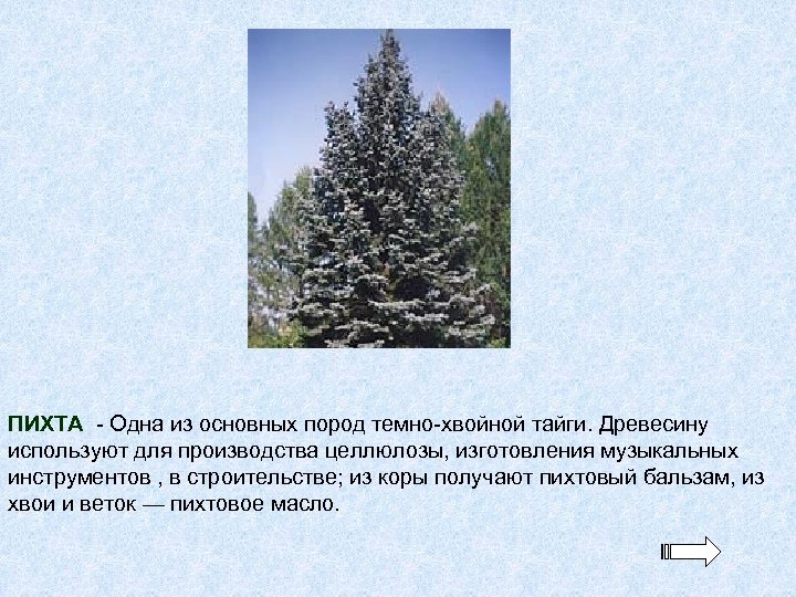ПИХТА - Одна из основных пород темно-хвойной тайги. Древесину используют для производства целлюлозы, изготовления