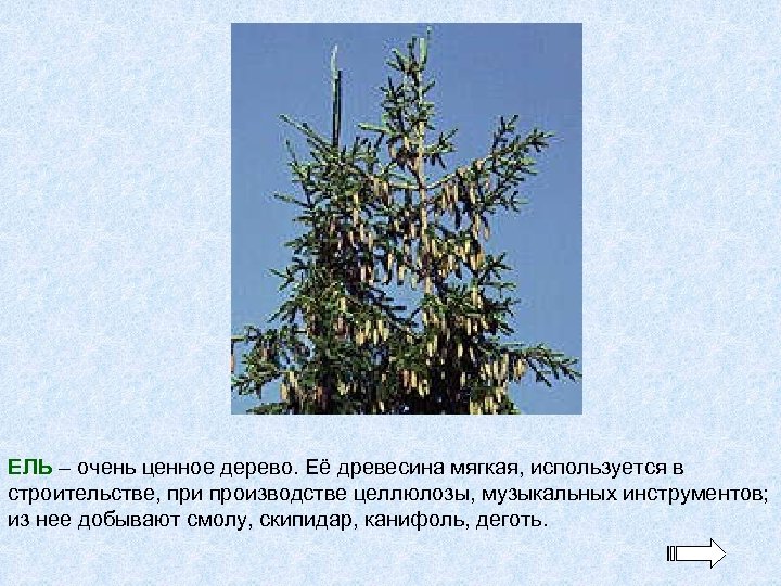 ЕЛЬ – очень ценное дерево. Её древесина мягкая, используется в строительстве, при производстве целлюлозы,
