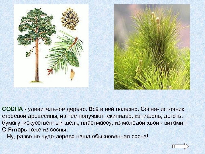 СОСНА - удивительное дерево. Всё в ней полезно. Сосна- источник строевой древесины, из неё