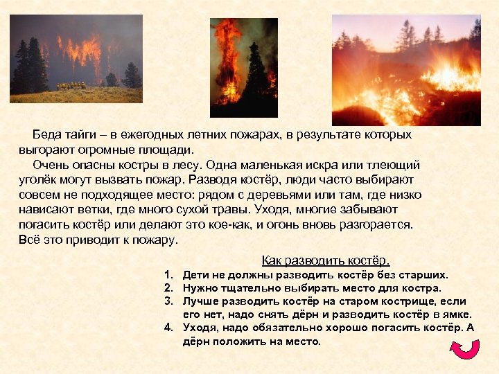 Беда тайги – в ежегодных летних пожарах, в результате которых выгорают огромные площади. Очень