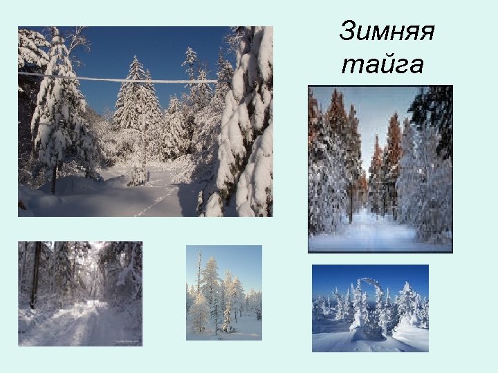 Зимняя тайга 