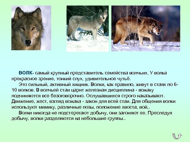 ВОЛК- самый крупный представитель семейства волчьих. У волка прекрасное зрение, тонкий слух, удивительное чутьё.