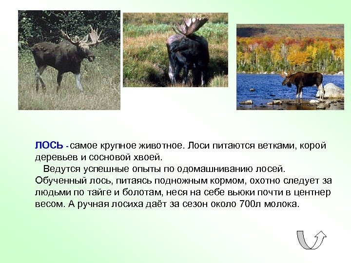 ЛОСЬ - самое крупное животное. Лоси питаются ветками, корой деревьев и сосновой хвоей. Ведутся