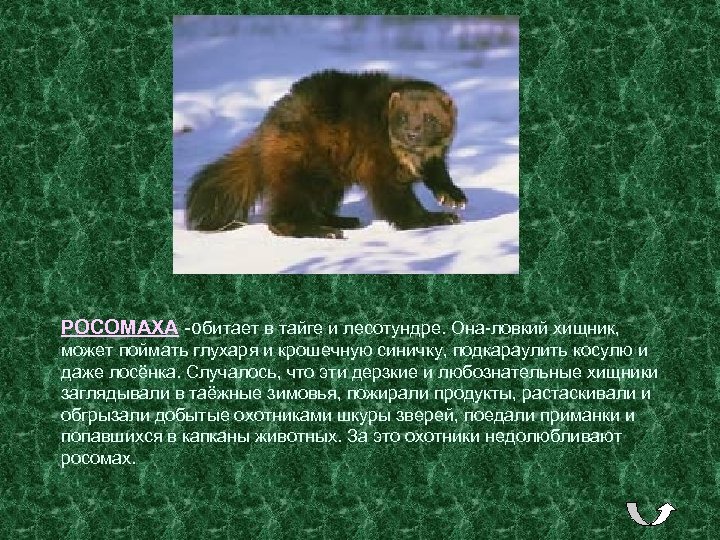 РОСОМАХА -обитает в тайге и лесотундре. Она-ловкий хищник, может поймать глухаря и крошечную синичку,