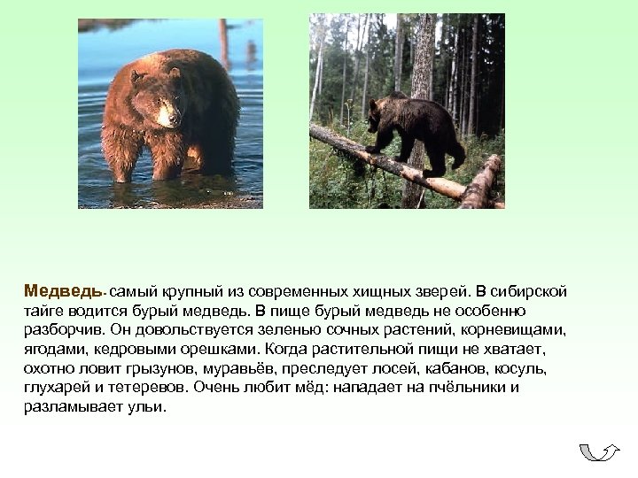 Медведь- самый крупный из современных хищных зверей. В сибирской тайге водится бурый медведь. В