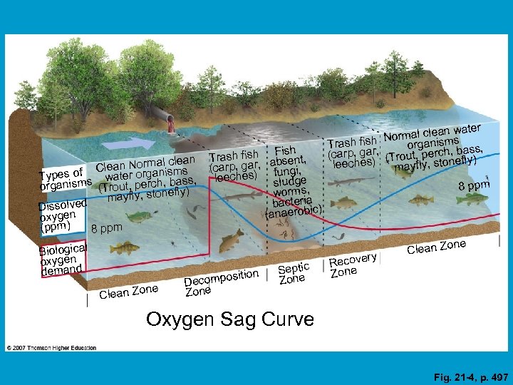 Fish Trash fish absent, l clean Clean Norma isms (carp, gar, fungi, f n