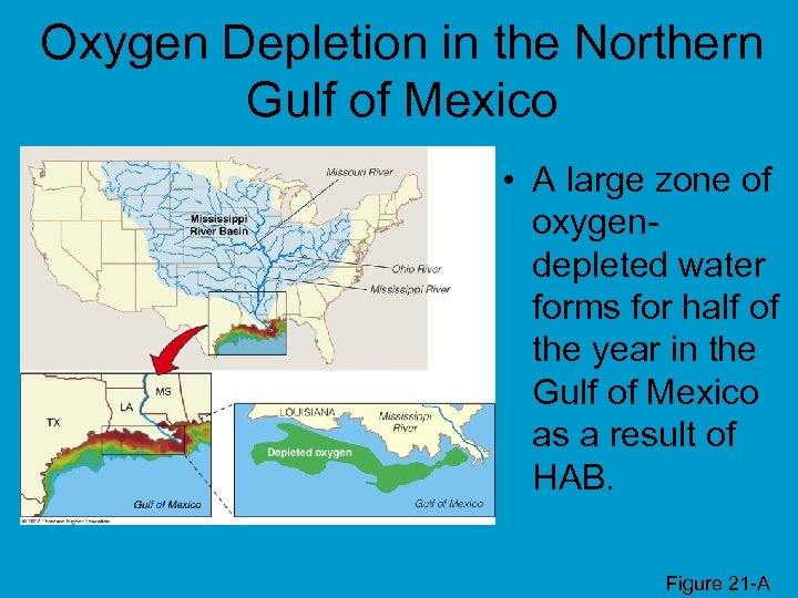 Oxygen Depletion in the Northern Gulf of Mexico • A large zone of oxygendepleted