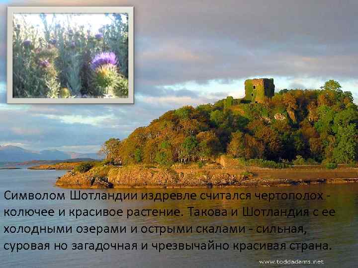 Символом Шотландии издревле считался чертополох колючее и красивое растение. Такова и Шотландия с ее