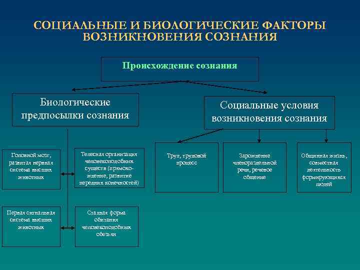 СОЦИАЛЬНЫЕ И БИОЛОГИЧЕСКИЕ ФАКТОРЫ ВОЗНИКНОВЕНИЯ СОЗНАНИЯ Происхождение сознания Биологические предпосылки сознания Головной мозг, развитая