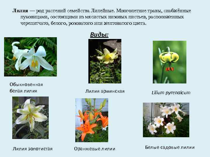 Три примера лилейных. Царство Лилейные. Комнатные растения семейства лилейных. Лилейные род. Лилейные Лилейные цветы.