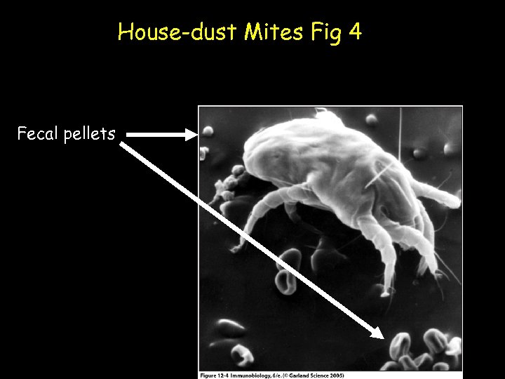 House-dust Mites Fig 4 Fecal pellets 