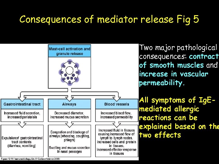 Consequences of mediator release Fig 5 Two major pathological consequences: contracti of smooth muscles
