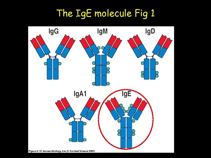The Ig. E molecule Fig 1 