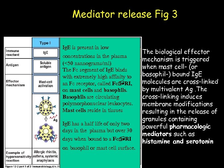 Mediator release Fig 3 Ig. E is present in low concentrations in the plasma