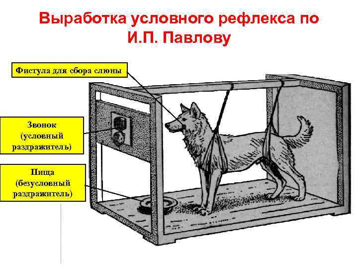 Выработка условного рефлекса по И. П. Павлову Фистула для сбора слюны Звонок (условный раздражитель)