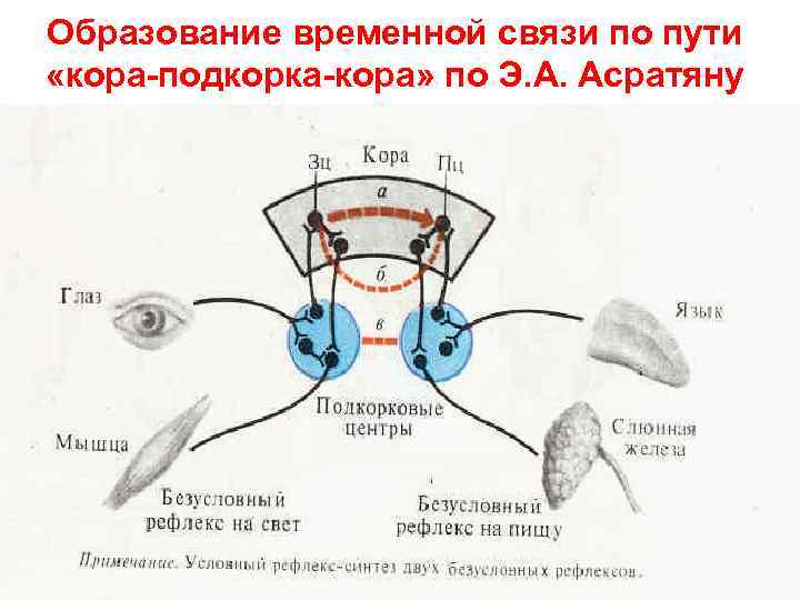 Образование временной связи по пути «кора-подкорка-кора» по Э. А. Асратяну 