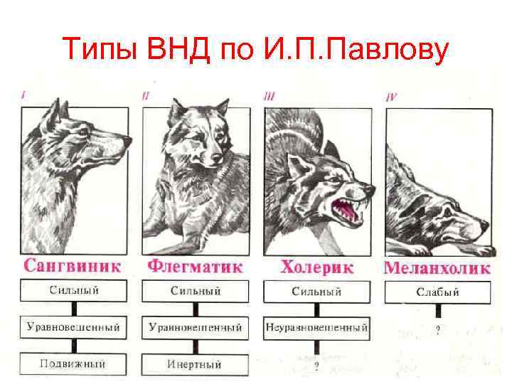 Типы ВНД по И. П. Павлову 