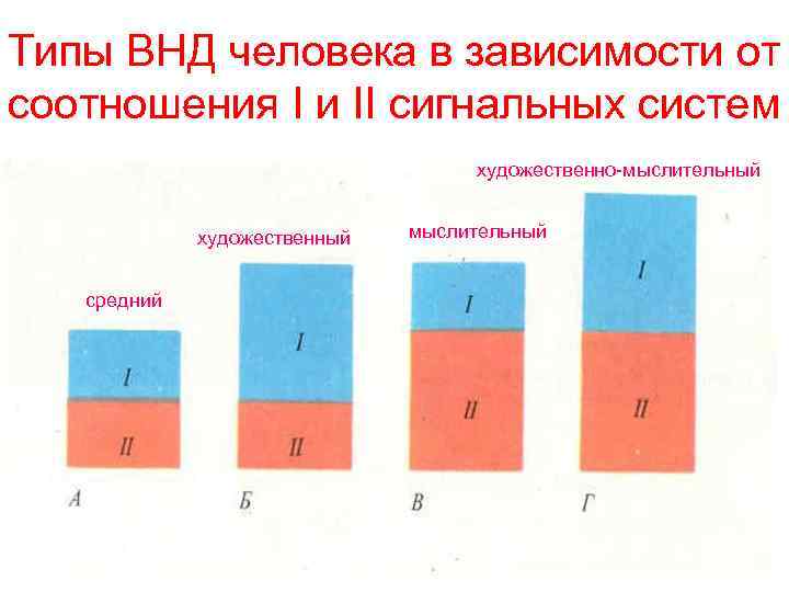 Типы ВНД человека в зависимости от соотношения I и II сигнальных систем художественно-мыслительный художественный