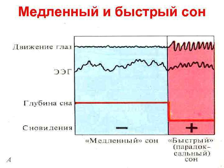 Медленный и быстрый сон 