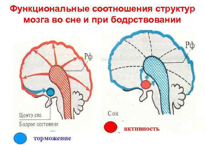 Функциональные соотношения структур мозга во сне и при бодрствовании активность торможение 