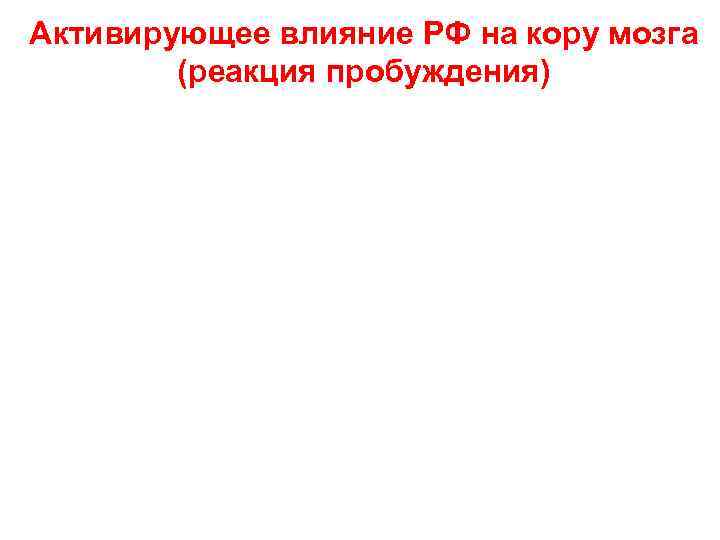 Активирующее влияние РФ на кору мозга (реакция пробуждения) 