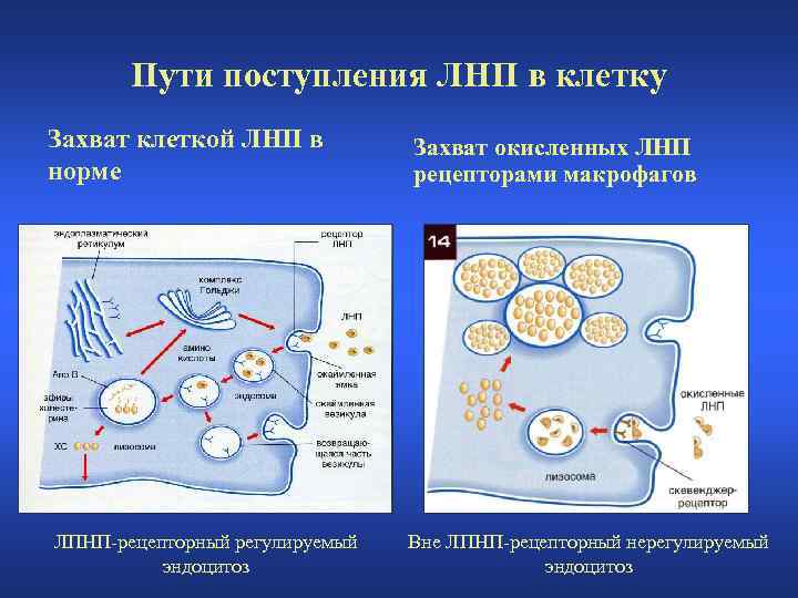 Пути поступления ЛНП в клетку Захват клеткой ЛНП в норме ЛПНП-рецепторный регулируемый эндоцитоз Захват