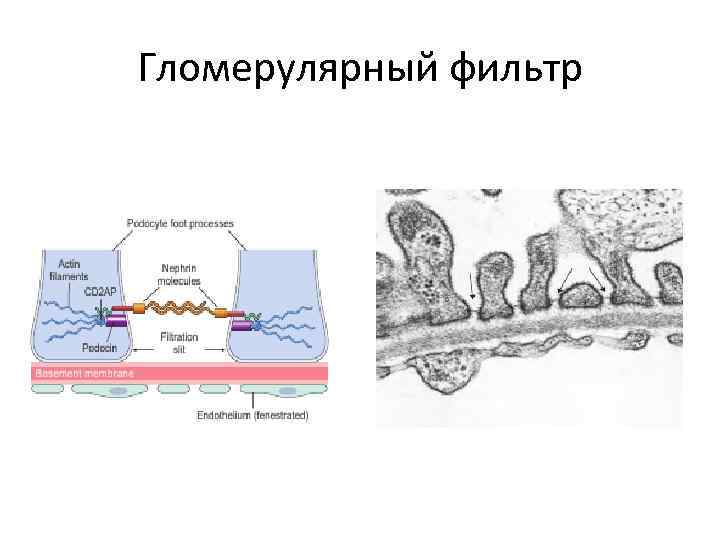 Гломерулярный фильтр 