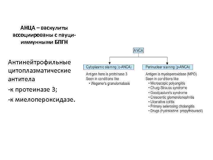 АНЦА – васкулиты ассоциированы с пауцииммунными БПГН Антинейтрофильные цитоплазматические антитела -к протеиназе 3; -к