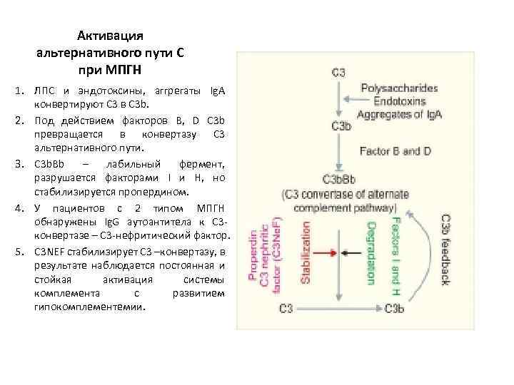 Активация альтернативного пути С при МПГН 1. ЛПС и эндотоксины, аггрегаты Ig. A конвертируют