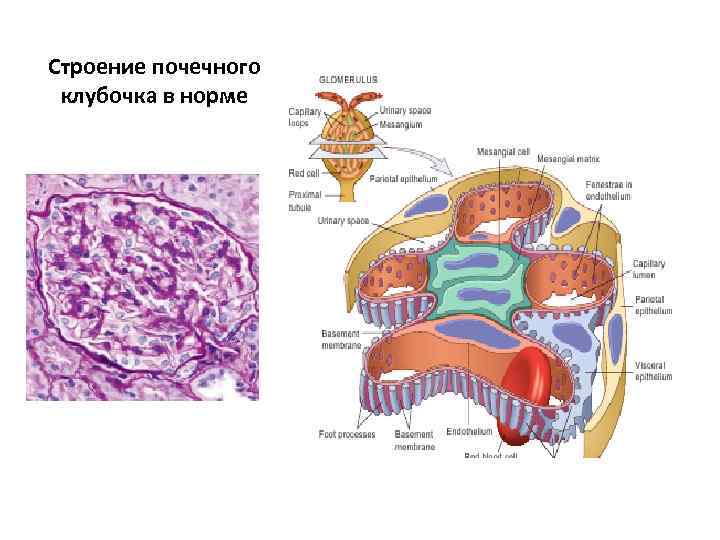 Строение почечного клубочка в норме 