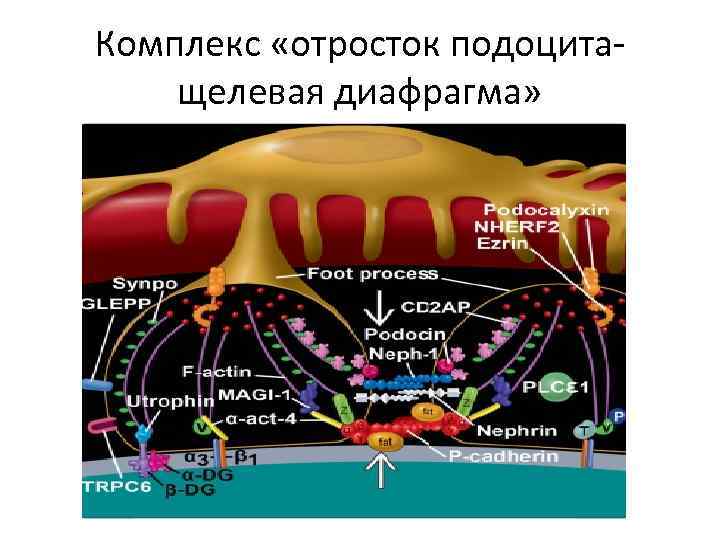 Комплекс «отросток подоцитащелевая диафрагма» 