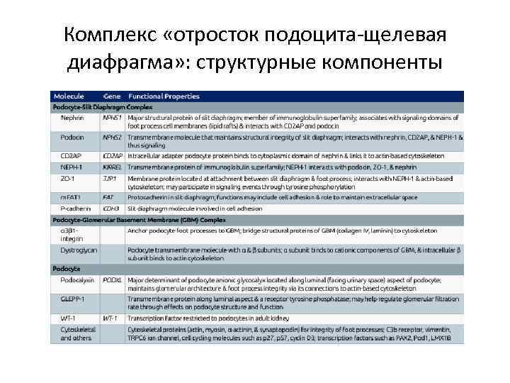 Комплекс «отросток подоцита-щелевая диафрагма» : структурные компоненты 