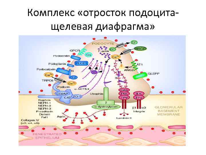 Комплекс «отросток подоцитащелевая диафрагма» 