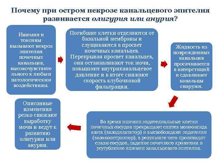 Почему при остром некрозе канальцевого эпителия развивается олигурия или анурия? Ишемия и токсины вызывают