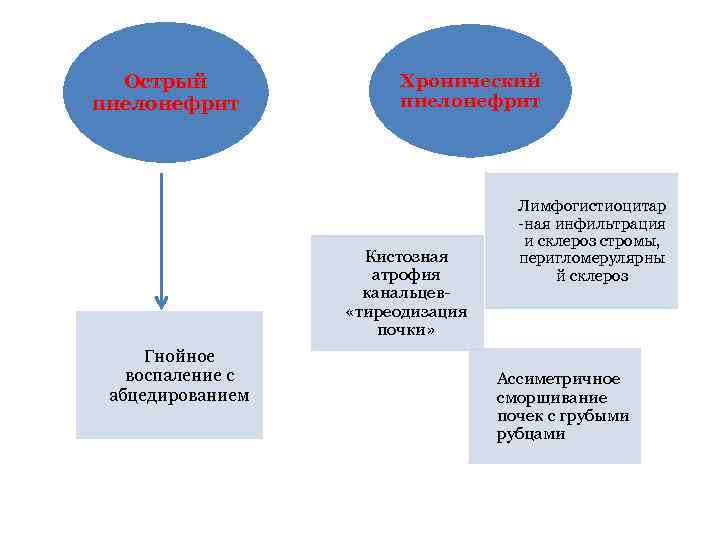 Острый пиелонефрит Хронический пиелонефрит Кистозная атрофия канальцев «тиреодизация почки» Гнойное воспаление с абцедированием Лимфогистиоцитар