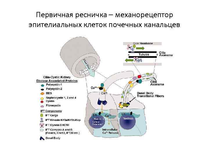 Первичная ресничка – механорецептор эпителиальных клеток почечных канальцев 
