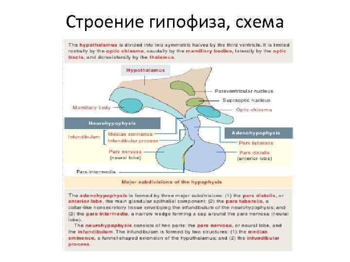 Передняя доля гипофиза схема