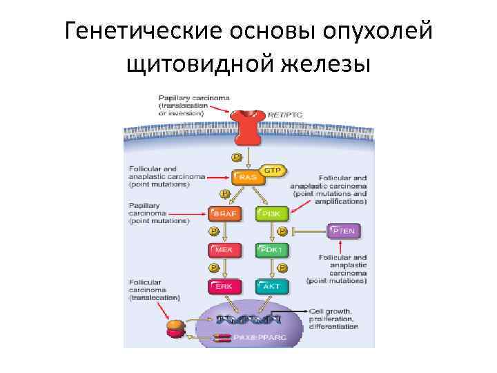 Генетические основы опухолей щитовидной железы 