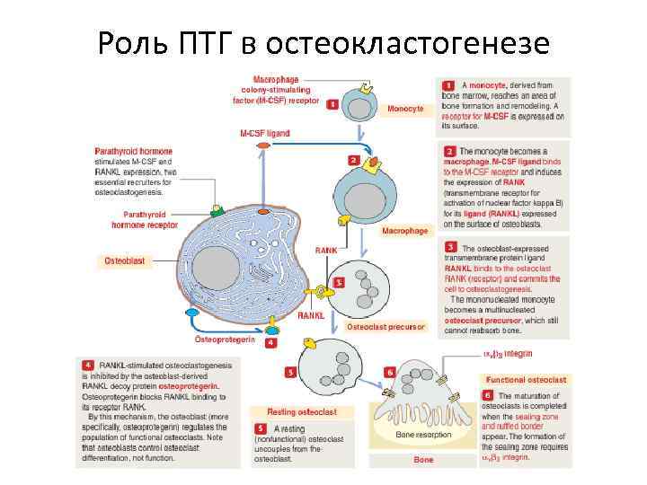 Роль ПТГ в остеокластогенезе 