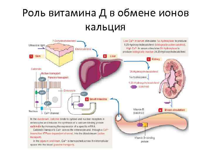 Роль витамина Д в обмене ионов кальция 