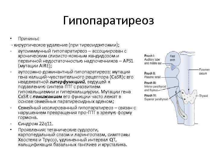 Гипопаратиреоз • Причины: - хирургическое удаление (при тиреоидэктомии); - аутоиммунный гипопаратиреоз – ассоциирован с