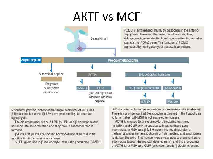 АКТГ vs МСГ 